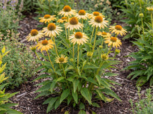 Load image into Gallery viewer, OpenPlantData Echinacea purpurea Mellow Yellows
