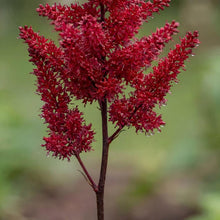 Load image into Gallery viewer, OpenPlantData Astilbe Arendsii Fanal
