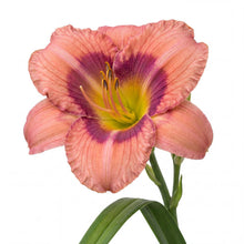 Load image into Gallery viewer, OpenPlantData Hemerocallis Rosy Returns

