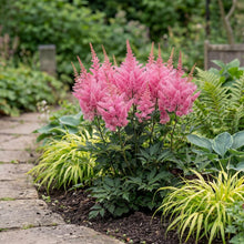 Load image into Gallery viewer, OpenPlantData Astilbe Younique Pink
