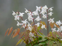 Load image into Gallery viewer, OpenPlantData Epimedium x youngianum Niveum
