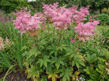 Load image into Gallery viewer, OpenPlantData Filipendula Venusta
