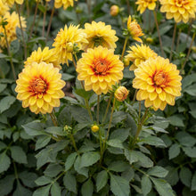 Load image into Gallery viewer, OpenPlantData Dahlia Dazzling Sun
