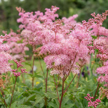 Load image into Gallery viewer, OpenPlantData Filipendula Venusta
