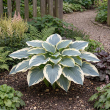 Load image into Gallery viewer, OpenPlantData Hosta Blue Ivory
