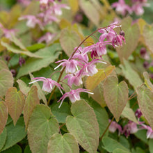 Load image into Gallery viewer, OpenPlantData Epimedium rubrum
