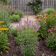 Load image into Gallery viewer, OpenPlantData Veronicastrum virginicum Cupid
