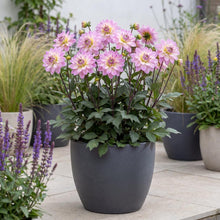 Load image into Gallery viewer, OpenPlantData Dahlia Pacific Jewel
