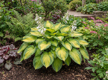 Load image into Gallery viewer, OpenPlantData Hosta Brother Stefan
