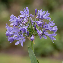 Load image into Gallery viewer, OpenPlantData Agapanthus africanus

