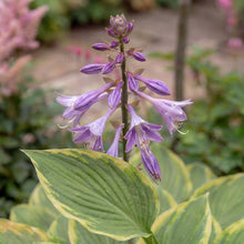 Load image into Gallery viewer, OpenPlantData Hosta Golden Tiara
