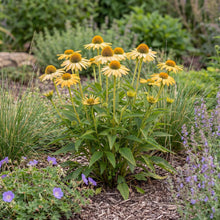 Load image into Gallery viewer, OpenPlantData Echinacea purpurea Mellow Yellows
