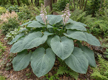 Load image into Gallery viewer, OpenPlantData Hosta T Rex
