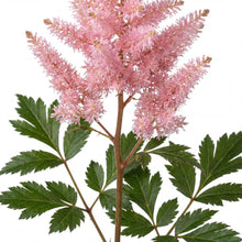 Load image into Gallery viewer, OpenPlantData Astilbe Satin Pearls
