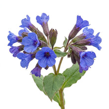 Load image into Gallery viewer, OpenPlantData Pulmonaria Blue Ensign
