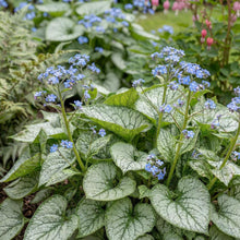 Load image into Gallery viewer, OpenPlantData Brunnera Jack Frost
