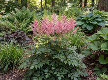 Load image into Gallery viewer, OpenPlantData Astilbe Washington In Pink
