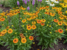 Load image into Gallery viewer, OpenPlantData Helenium hybrida Fuego
