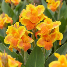 Load image into Gallery viewer, OpenPlantData Canna Taroudant
