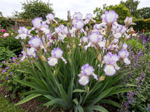 Load image into Gallery viewer, OpenPlantData Iris Hemstitched
