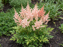 Load image into Gallery viewer, OpenPlantData Astilbe Vision Inferno
