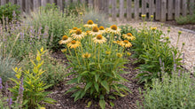 Load image into Gallery viewer, OpenPlantData Echinacea purpurea Mellow Yellows
