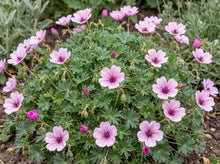 Load image into Gallery viewer, OpenPlantData Geranium cinereum Ballerina
