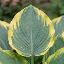 Load image into Gallery viewer, OpenPlantData Hosta First Frost
