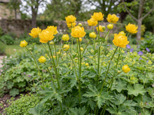 Load image into Gallery viewer, OpenPlantData Trollius x cultorum 'Superbus'
