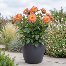 Load image into Gallery viewer, OpenPlantData Dahlia Firepot
