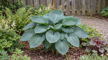 Load image into Gallery viewer, OpenPlantData Hosta Big Daddy
