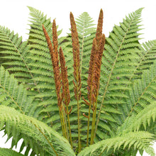 Load image into Gallery viewer, OpenPlantData Osmunda Cinnamomea Cinnamon Fern
