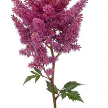 Load image into Gallery viewer, OpenPlantData Astilbe Vision
