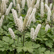 Load image into Gallery viewer, OpenPlantData Actaea japonica Silver Dance
