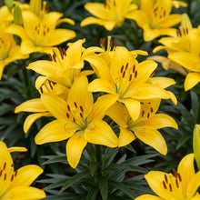 Load image into Gallery viewer, OpenPlantData Lilium Golden Matrix
