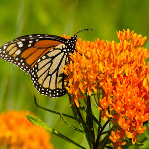 2024 CSA Perennial Pollinator Seedlings Share