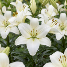 Load image into Gallery viewer, OpenPlantData Lilium Gwenn
