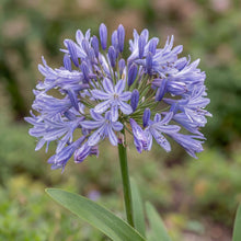 Load image into Gallery viewer, OpenPlantData Agapanthus Dr Brouwer
