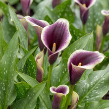Load image into Gallery viewer, OpenPlantData Calla Dubai Nights

