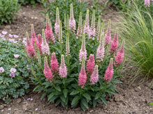 Load image into Gallery viewer, OpenPlantData Veronica Pink Marshmallow
