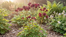 Load image into Gallery viewer, OpenPlantData Astrantia major Sparkling Stars Red
