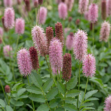 Load image into Gallery viewer, OpenPlantData Sanguisorba officinalis Pink Tanna
