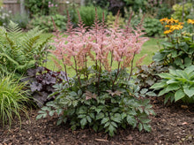 Load image into Gallery viewer, OpenPlantData Astilbe Delft Lace
