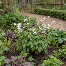 Load image into Gallery viewer, OpenPlantData Epimedium Niveum
