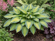 Load image into Gallery viewer, OpenPlantData Hosta June
