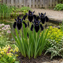 Load image into Gallery viewer, OpenPlantData Iris chrysographes Black Form
