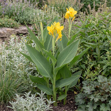 Load image into Gallery viewer, OpenPlantData Canna Richard Wallace
