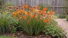 Load image into Gallery viewer, OpenPlantData Crocosmia hybrida Fire Starter
