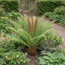 Load image into Gallery viewer, OpenPlantData Osmunda Cinnamomea Cinnamon Fern
