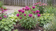 Load image into Gallery viewer, OpenPlantData Monarda Bee Free

